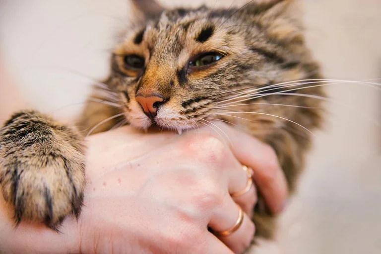 Zoonosen: Krankheiten-Übertragun von Katzen auf Menschen