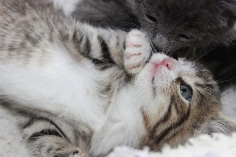 Geht Milchstau Bei Katzen Von Alleine Weg Milchtritt bei Katzen - Warum treteln auch erwachsene Katzen?