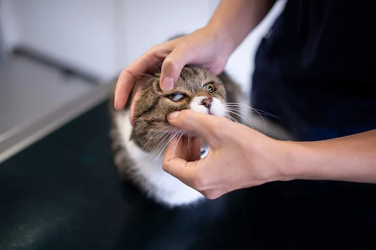 Welche Krankheiten übertragen Katzen Auf Menschen www.katzenkram.net